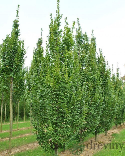 Hrab obyčajný Lucas (stlpovitý), 250+ cm, obvod 6/8 cm, v črepníku 15l Carpinus betulus Lucas