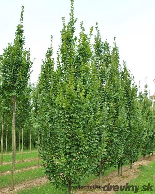 Hrab obyčajný Lucas (stlpovitý), 250+ cm, obvod 6/8 cm, v črepníku 15l Carpinus betulus Lucas