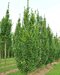 Hrab obyčajný Lucas (stlpovitý), 250+ cm, obvod 6/8 cm, v črepníku 15l Carpinus betulus Lucas