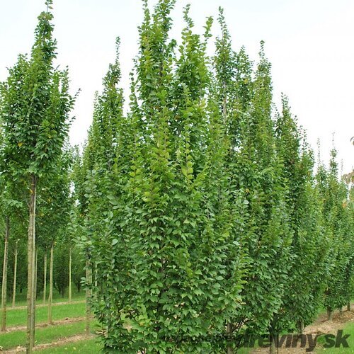 Hrab obyčajný Lucas (stlpovitý), 250+ cm, obvod 6/8 cm, v črepníku 15l Carpinus betulus Lucas