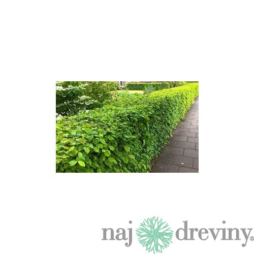Hrab obyčajný na živý plot 60/80 cm, voľnokorenený Carpinus betulus