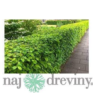 Hrab obyčajný na živý plot 60/80 cm, voľnokorenený Carpinus betulus