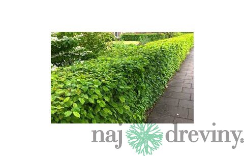 Hrab obyčajný na živý plot 60/80 cm, voľnokorenený Carpinus betulus