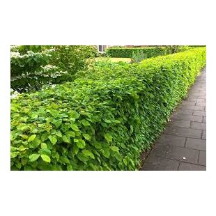 Hrab obyčajný na živý plot 60/80 cm, voľnokorenený Carpinus betulus