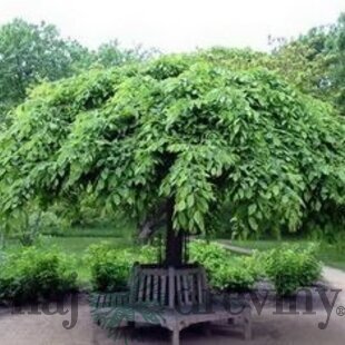 Hrab obyčajný Pendula, na kmienku 180 cm, v črepníku Carpinus betulus pendula