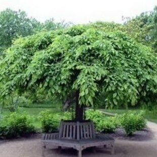 Hrab obyčajný Pendula, na kmienku 180 cm, v črepníku Carpinus betulus pendula