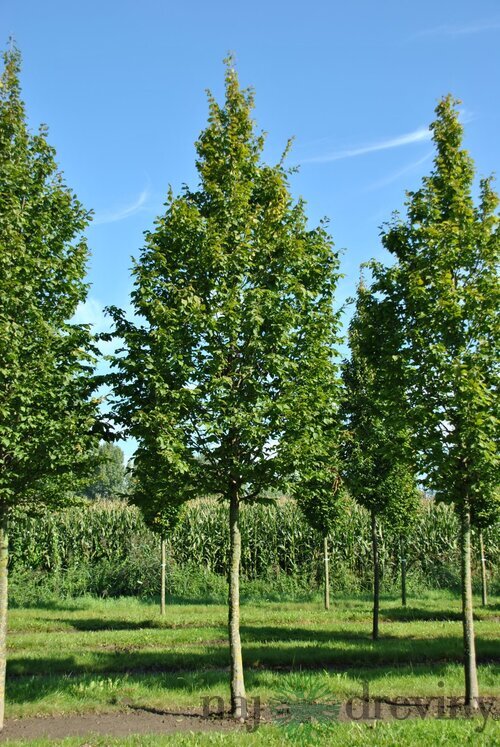 Hrab obyčajný- stlpovitý ‘Albert Beeckman‘, obvod 8/10 cm, výška 250+ cm, v črepníku 27/40l Carpinus betulus ‘Albert Beeckman‘