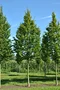 Hrab obyčajný- stlpovitý ‘Albert Beeckman‘, obvod 8/10 cm, výška 250+ cm, v črepníku 27/40l Carpinus betulus ‘Albert Beeckman‘
