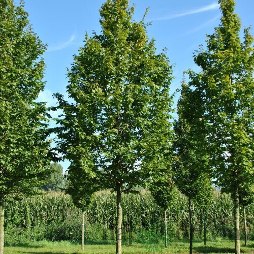 Hrab obyčajný- stlpovitý ‘Albert Beeckman‘, obvod 8/10 cm, výška 250+ cm, v črepníku 27/40l Carpinus betulus ‘Albert Beeckman‘