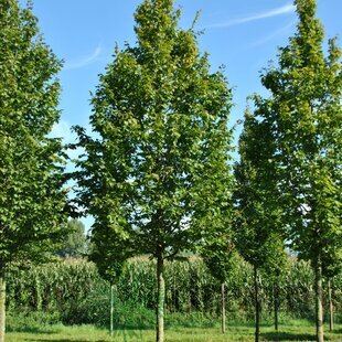 Hrab obyčajný- stlpovitý ‘Albert Beeckman‘, obvod 8/10 cm, výška 250+ cm, v črepníku 27/40l Carpinus betulus ‘Albert Beeckman‘