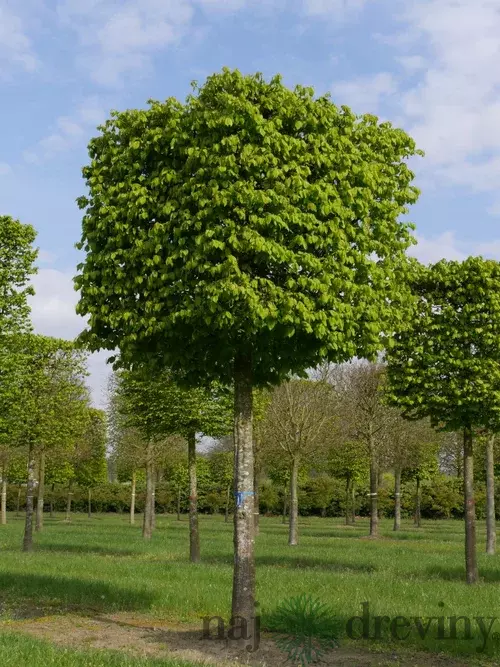 Hrab obyčajný, výška 200/250 cm, v črepníku 15l Carpinus betulus