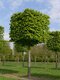 Hrab obyčajný, výška 200/250 cm, v črepníku 15l Carpinus betulus