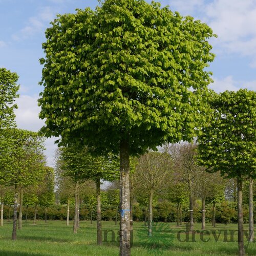 Hrab obyčajný, výška 200/250 cm, v črepníku 15l Carpinus betulus