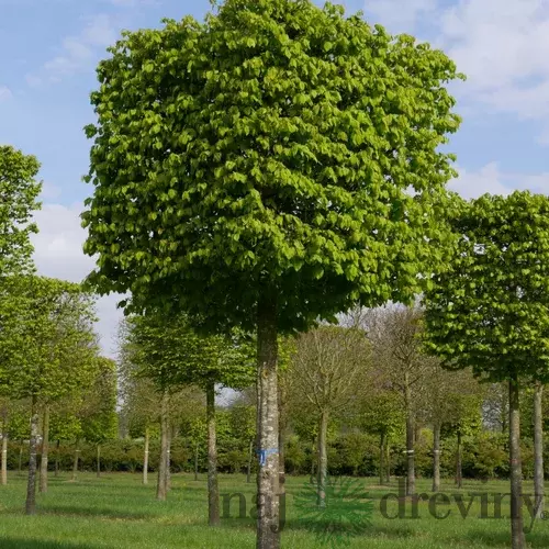 Hrab obyčajný, výška 200/250 cm, v črepníku 15l Carpinus betulus