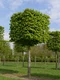 Hrab obyčajný, výška 200/250 cm, v črepníku 15l Carpinus betulus