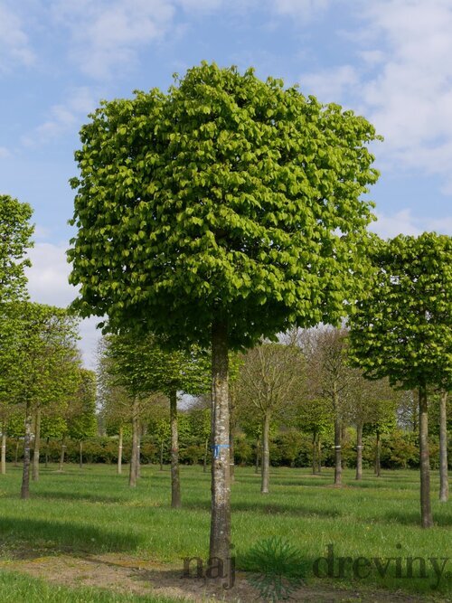 Hrab obyčajný, výška 200/250 cm, v črepníku 15l Carpinus betulus