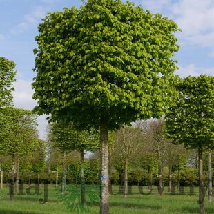 Hrab obyčajný, výška 200/250 cm, v črepníku 15l Carpinus betulus