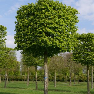 Hrab obyčajný, výška 200/250 cm, v črepníku 15l Carpinus betulus