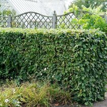 Hrab obyčajný, výška 50/60 cm, v črepníku Carpinus betulus