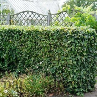 Hrab obyčajný, výška 50/60 cm, v črepníku Carpinus betulus
