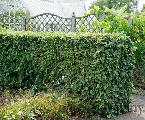 Hrab obyčajný, výška 50/60 cm, v črepníku Carpinus betulus