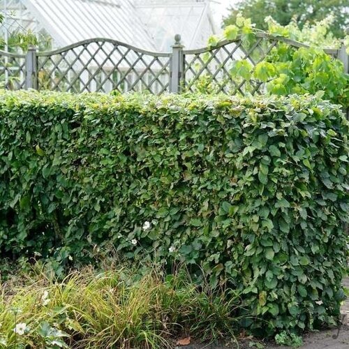 Hrab obyčajný, výška 50/60 cm, v črepníku Carpinus betulus