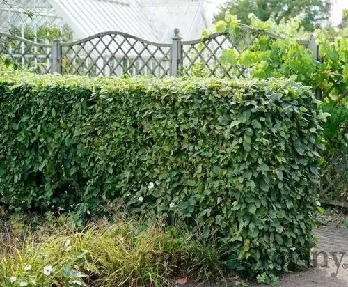 Hrab obyčajný, výška 50/60 cm, v črepníku Carpinus betulus