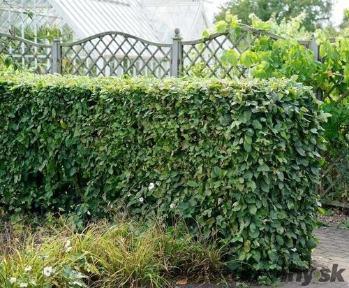 Hrab obyčajný, výška 50/60 cm, v črepníku Carpinus betulus