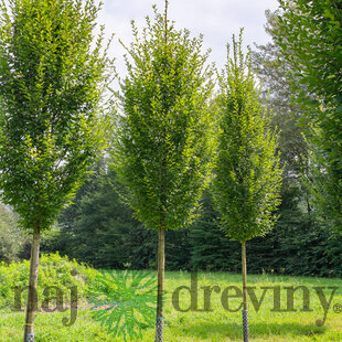 Hrab obyčajný, výška 80/100 cm, v črepníku 3l Carpinus betulus