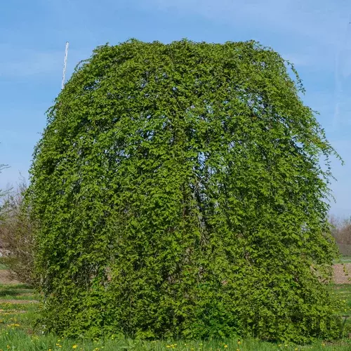 Hrab Pendula 140/150 cm, v črepníku Carpinus Betulus Pendula