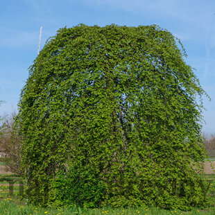 Hrab Pendula 140/150 cm, v črepníku Carpinus Betulus Pendula