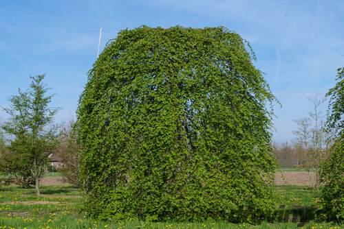 Hrab Pendula 140/150 cm, v črepníku Carpinus Betulus Pendula
