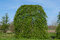 Hrab Pendula 140/150 cm, v črepníku Carpinus Betulus Pendula