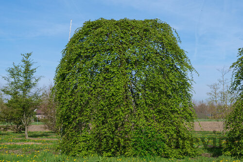 Hrab Pendula 140/150 cm, v črepníku Carpinus Betulus Pendula