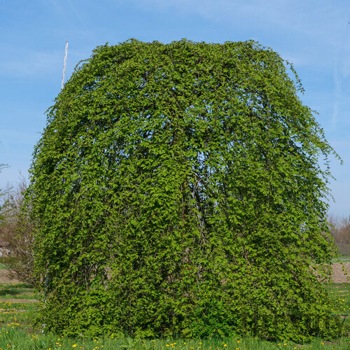 Hrab Pendula 140/150 cm, v črepníku Carpinus Betulus Pendula