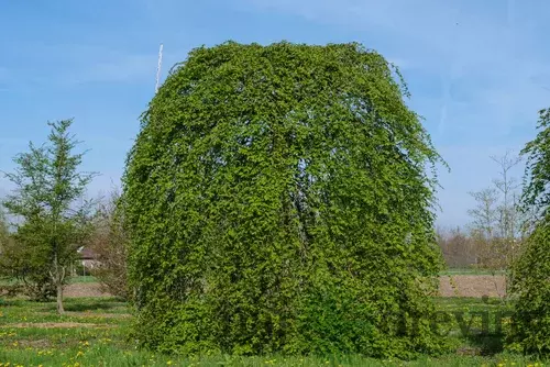 Hrab Pendula 140/150 cm, v črepníku Carpinus Betulus Pendula