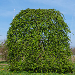 Hrab Pendula 140/150 cm, v črepníku Carpinus Betulus Pendula