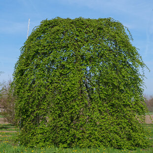 Hrab Pendula 140/150 cm, v črepníku Carpinus Betulus Pendula
