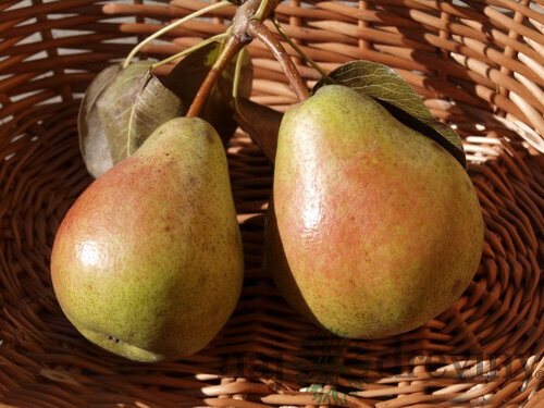 Hruška Bera Hardy, voľnokorenná 1-ročná Pyrus communis Bera Hardy