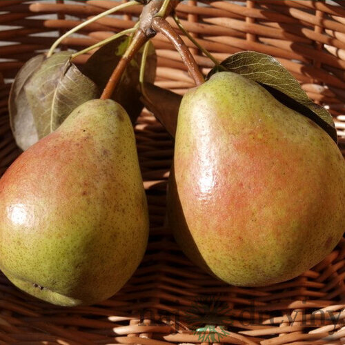 Hruška Bera Hardy, voľnokorenná 1-ročná Pyrus communis Bera Hardy