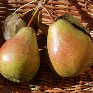 Hruška Bera Hardy, voľnokorenná 1-ročná Pyrus communis Bera Hardy