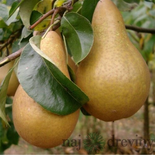 Hruška Beurre Hardy (Hardyho maslovka) 100/150 cm, v črepníku, podpník Dula S2 Pyrus communis Beurre Hardy