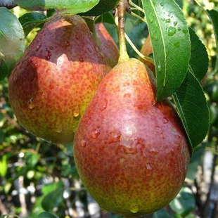 Hruška ‘Bonne Louise d‘Avranches‘, na špaliéri 140/150 cm, v črepníku Pyrus com. Bonne Louise d‘Avranches