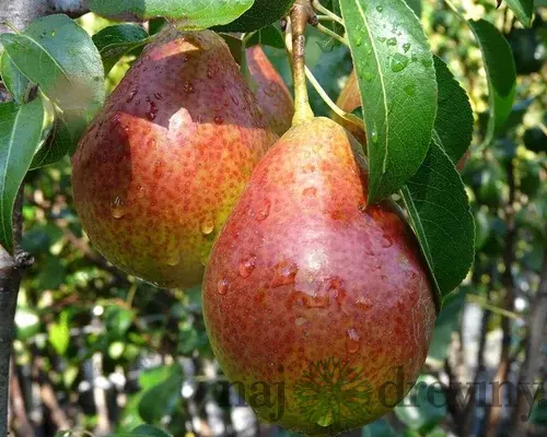 Hruška ‘Bonne Louise d‘Avranches‘, na špaliéri 140/150 cm, v črepníku Pyrus com. Bonne Louise d‘Avranches
