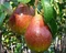 Hruška ‘Bonne Louise d‘Avranches‘, na špaliéri 140/150 cm, v črepníku Pyrus com. Bonne Louise d‘Avranches