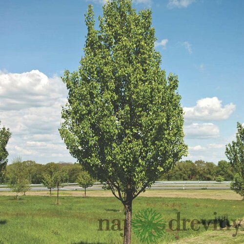 Hruška calleryova Chanticleer 200/250 cm, obvod 8/10 cm v črepníku Pyrus calleryana ‘Chanticleer‘