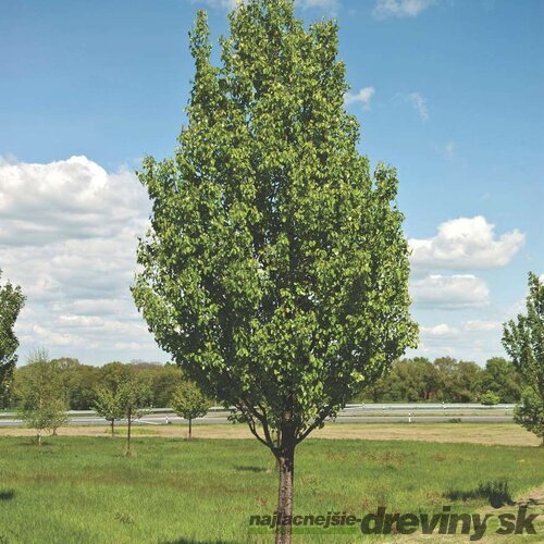 Hruška calleryova Chanticleer 200/250 cm, obvod 8/10 cm v črepníku Pyrus calleryana ‘Chanticleer‘