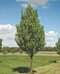 Hruška calleryova Chanticleer 200/250 cm, obvod 8/10 cm v črepníku Pyrus calleryana ‘Chanticleer‘