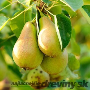 Hruška Conference na špailéri v tvare trojuholníka , už rodiaca 160/180 cm v črepníku P24 Pyrus communis ‘Conference‘
