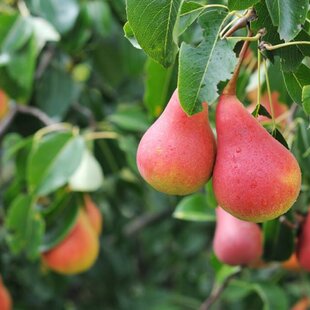 Hruška DICOLOR, výška 140/180 cm, zimná, podpník Dula S1, voľnokorenná Pyrus communis DICOLOR